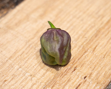 7 Pot Merlot Pepper Seeds - The Pepper Pantry (Formerly Marie Sharp's)